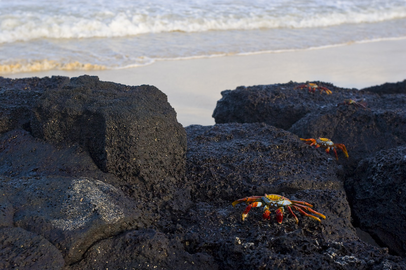Sally LIghtfoot Crabs On Rocks